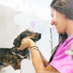 cursos de veterinaria en línea