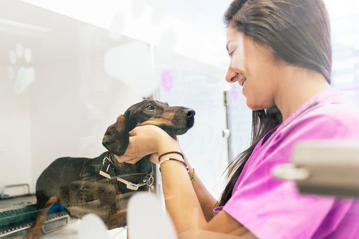 cursos de veterinaria en línea